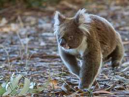 Koala EOS7D1_0305.jpg