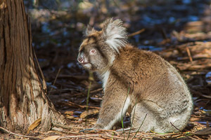 Koala EOS7D1_0311.jpg