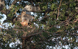 Leopards of Sabi Sands 5D-Mark-IV_AS_191002_8548.jpg