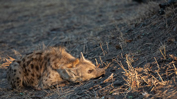 Hyenas 5D-Mark-IV_AS_191002_8648.jpg