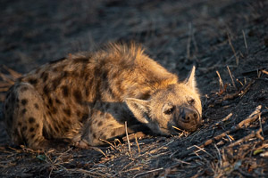 Hyenas 5D-Mark-IV_AS_191002_8650.jpg
