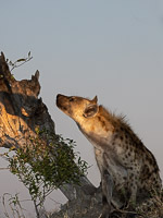 Hyenas 5D-Mark-IV_AS_191002_8668.jpg