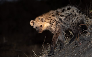 Hyenas 5D-Mark-IV_AS_191002_8675.jpg