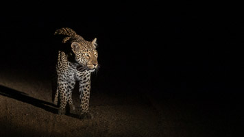 Leopards of Sabi Sands 5D-Mark-IV_AS_191002_8692.jpg