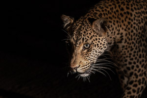 Leopards of Sabi Sands 5D-Mark-IV_AS_191002_8707.jpg