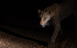Leopards of Sabi Sands 5D-Mark-IV_AS_191002_8708.jpg