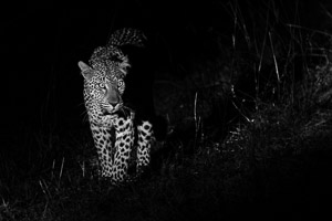 Leopards of Sabi Sands 5D-Mark-IV_AS_191002_8720.jpg