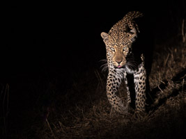 Leopards of Sabi Sands 5D-Mark-IV_AS_191002_8725.jpg