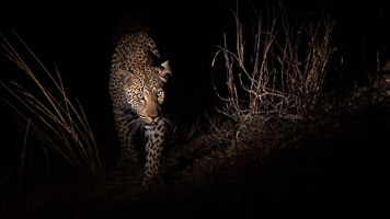 Leopards of Sabi Sands 5D-Mark-IV_AS_191002_8730.jpg
