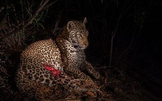 Leopards of Sabi Sands 5D-Mark-IV_AS_191003_9239.jpg