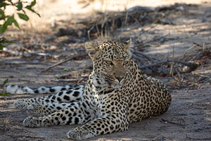 Sabi Sands Game Reserve 5D-Mark-IV_AS_191004_9521.jpg