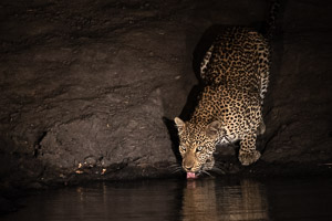 Leopards of Sabi Sands 5D-Mark-IV_AS_191005_0407.jpg