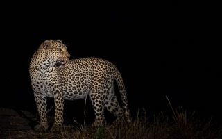 Leopards of Sabi Sands 5D-Mark-IV_AS_191005_0459.jpg