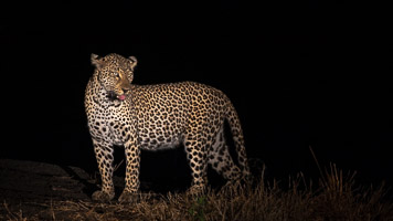 Leopards of Sabi Sands 5D-Mark-IV_AS_191005_0460.jpg