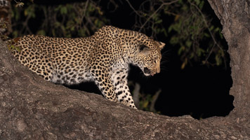 Leopards of Sabi Sands 5D-Mark-IV_AS_191005_0476.jpg