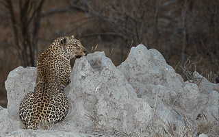 Leopards of Sabi Sands 5D-Mark-IV_AS_191005_9797.jpg