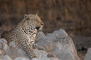 Leopards of Sabi Sands 5D-Mark-IV_AS_191005_9838.jpg