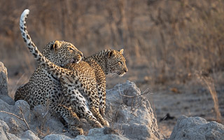 Leopards of Sabi Sands 5D-Mark-IV_AS_191005_9846.jpg