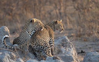 Leopards of Sabi Sands 5D-Mark-IV_AS_191005_9847.jpg
