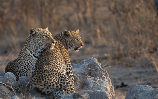 Leopards of Sabi Sands 5D-Mark-IV_AS_191005_9849.jpg