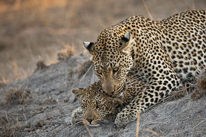 Leopards of Sabi Sands 5D-Mark-IV_AS_191005_9898.jpg
