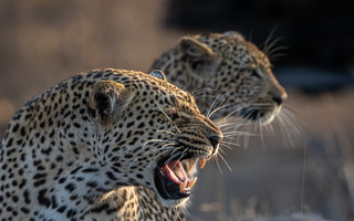 Leopards of Sabi Sands 5D-Mark-IV_AS_191005_9912.jpg