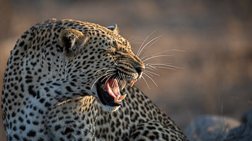 Leopards of Sabi Sands 5D-Mark-IV_AS_191005_9932.jpg