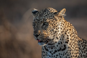 Leopards of Sabi Sands 5D-Mark-IV_AS_191005_9942.jpg