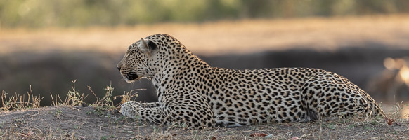 Leopards of Sabi Sands 5D-Mark-IV_AS_191006_0924-Pano.jpg