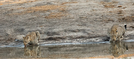 Leopards of Sabi Sands 5D-Mark-IV_AS_191007_1003.jpg