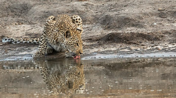 Leopards of Sabi Sands 5D-Mark-IV_AS_191007_1006.jpg