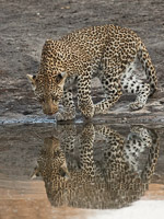 Leopards of Sabi Sands 5D-Mark-IV_AS_191007_1011.jpg