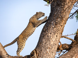 Leopards of Sabi Sands 5D-Mark-IV_AS_191007_1099-Bearbeitet.jpg