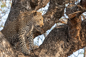 Leopards of Sabi Sands 5D-Mark-IV_AS_191007_1107.jpg