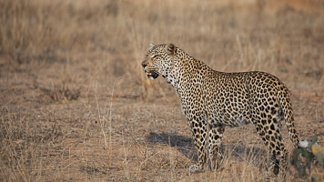 Leopards of Sabi Sands 5D-Mark-IV_AS_191007_1147.jpg