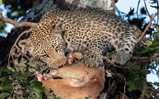 Leopards of Sabi Sands 7D-Mark-II_AS_191002_5255.jpg