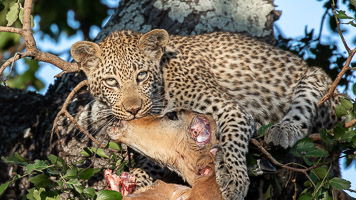 Leopards of Sabi Sands 7D-Mark-II_AS_191002_5278.jpg