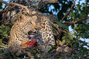 Leopards of Sabi Sands 7D-Mark-II_AS_191002_5323.jpg