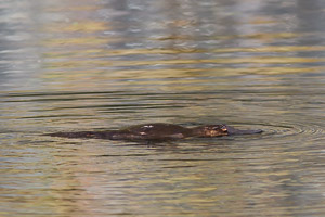 Platypus EOS7D1_0977.jpg