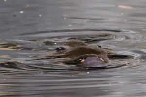 Platypus EOS7D1_0979.jpg