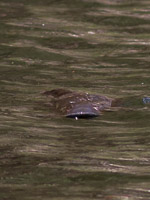 Platypus EOS7D1_1258.jpg