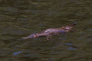 Platypus EOS7D1_1274.jpg