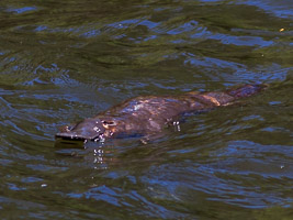 Platypus EOS7D1_1292.jpg