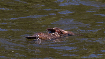 Platypus EOS7D1_1304.jpg