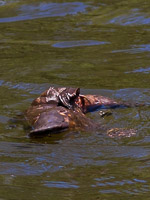 Platypus EOS7D1_1306.jpg