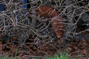 R5_AS_210116_5269.jpg R5_AS_210116_5269.jpg