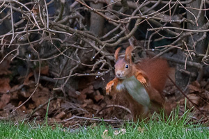 R5_AS_210116_5275.jpg R5_AS_210116_5275.jpg