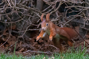 R5_AS_210116_5276.jpg R5_AS_210116_5276.jpg