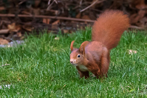 R5_AS_210116_5295.jpg R5_AS_210116_5295.jpg