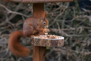 R5_AS_210116_5332.jpg R5_AS_210116_5332.jpg